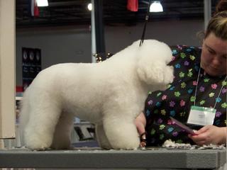 Elite Pet Grooming - Mastic, NY