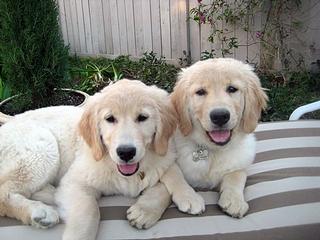 Max & Maggie just lounging  around and  enjoying like.jpg