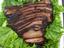 Provided by gcoutdoorvarieties, Otisville 