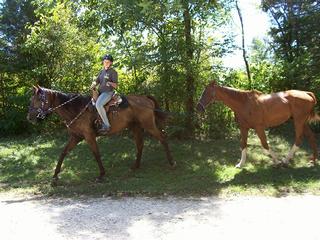 Thoroughbred horses for sale here. by Cedar Ridge Farm - Children's Horseback Riding Lessons Greenville 47124 