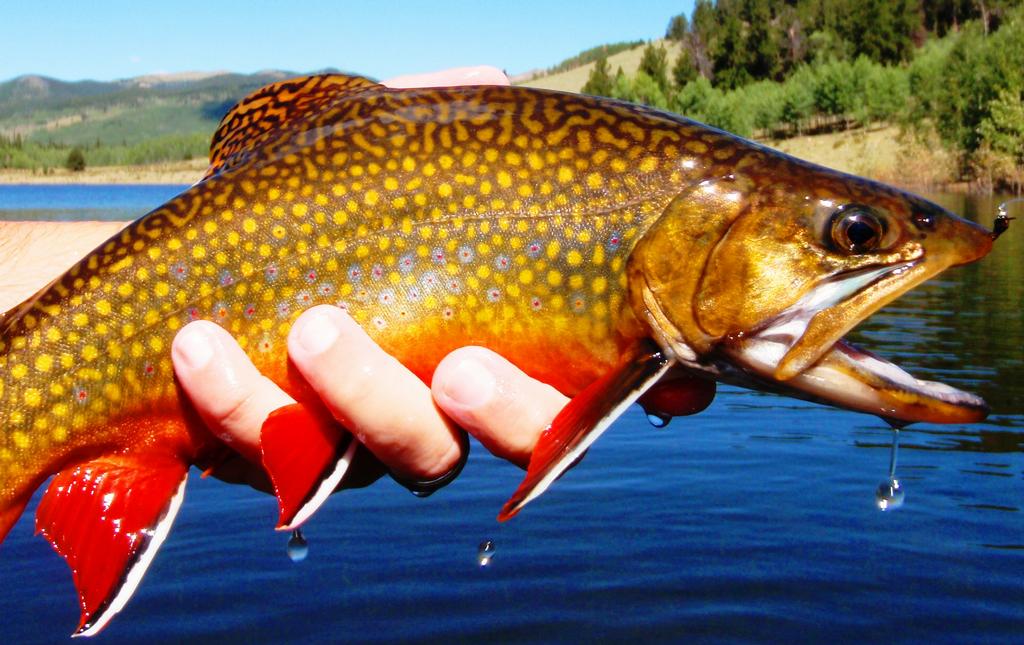 Pictures for Colorado Trout HuntersFly Fishing Guides in Morrison, CO