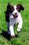 Provided by John Gagnon's Pet Resort, Colchester 