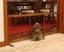 Provided by Spectacularpetstuff.com, LLC, Shreve 