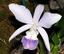 White Orchid Hair Emporium / A Suite Salon 