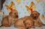 Provided by Golden Gate Retrievers, Genesee 