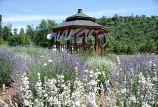 Tuscan Heights Lavender Gardens - Whitmore, CA