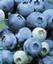 Provided by HEARTLAND BLUEBERRIES, Hodgenville 