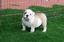 Provided by MRS LEW LEW'S BULLDOGS, Lavaca 