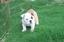 Provided by MRS LEW LEW'S BULLDOGS, Lavaca 