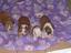 Provided by MRS LEW LEW'S BULLDOGS, Lavaca 