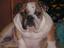 Provided by MRS LEW LEW'S BULLDOGS, Lavaca 