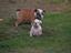 Provided by MRS LEW LEW'S BULLDOGS, Lavaca 
