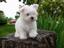 Raintree Country Kennel