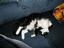 Curled_Up200 CATS#5.jpg 
