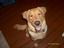 S6300674 funny picture of daisy the dog.jpg 