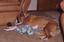 angle DOG SITTING PICTURE #3.jpg 