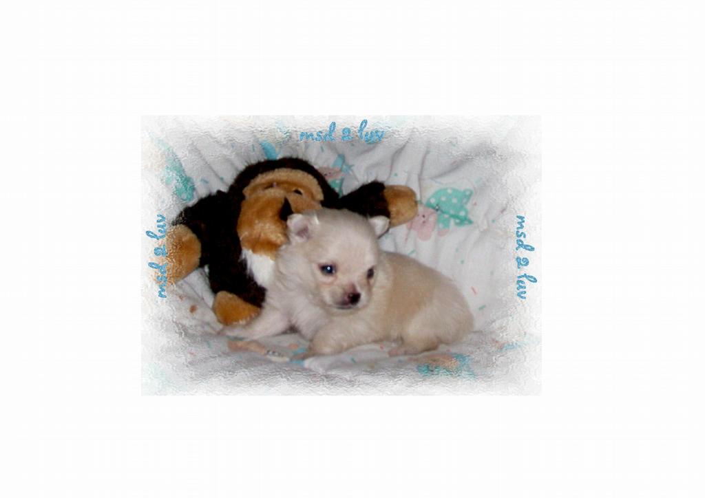 puppies for sale in eastern nc chihuahua puppies for sale in carolina find chihuahuas in breeds picture puppies for sale in eastern nc chihuahua puppies for sale in carolina find chihuahuas in breeds picture