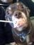 Jessy The Pet Stylist @ Top Dog Grooming