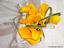 T. Rena Weddings/ Events Inc.