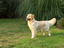 Applause 4 Educated Paws Dog Training & Carova Golden Retrievers Breeding Program