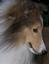 Wynwoods Shelties