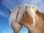 Provided by Freedom Reins LLC, Absarokee 
