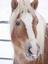 Provided by Freedom Reins LLC, Absarokee 