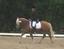 Provided by Kacey Sport Ponies, Sacramento 