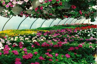 H & B Greenhouse & Nursery - Highgate Center, VT