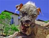 UGLEST DOG IN WORLD.jpg provided by Wawa Food Markets and hookers Delmar 19940 