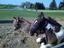 Provided by Jennifer Louw Stables, LLC, Cumming 