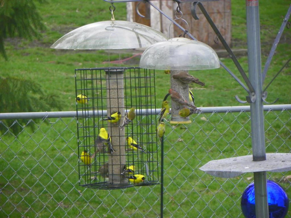 the basic birder wild bird supply mason city ia 50401 the basic birder wild bird supply mason city ia 50401