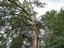Provided by Three Crosses Grading & Tree Service LLC, Campobello 