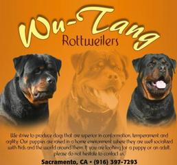 wu tang rottweilers sacramento ca wu tang rottweilers california breeder sacramento wu tang rottweilers sacramento ca wu tang rottweilers california breeder sacramento