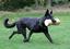 Provided by American Guardian K9, LLC, Mountain View  