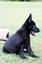 Provided by American Guardian K9, LLC, Mountain View  