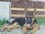 Provided by American Guardian K9, LLC, Mountain View  