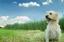 CORAL RIDGE ANIMAL HOSPITAL