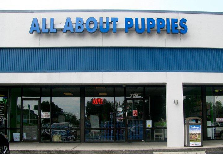 all about puppies brandon fl all about puppies brandon fl 33511 813 654 0022 all about puppies brandon fl all about puppies brandon fl 33511 813 654 0022