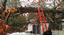 Provided by Arbor Barber Tree Service, Mountlake Terrace 