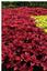 Greenlawn Landscaping & Lawn Maintenance