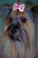 Provided by The Pink Dogue Pet Salon, Lincolndale 