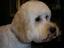 Provided by The Pink Dogue Pet Salon, Lincolndale 