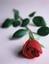 Rosebuds Home Décor