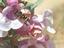 Provided by U S Forest Service Service Work Center, Provencal 