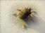 Provided by AB-Con Termite and Pest Control Professionals Inc, Pennsauken 