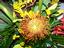 Always N Bloom