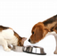 Provided by Gully Animal Hospital, Arlington 