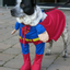 Provided by Gully Animal Hospital, Arlington 