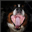 Provided by Gully Animal Hospital, Arlington 